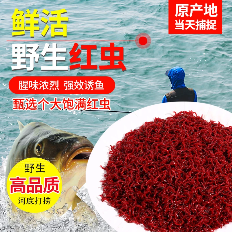 精选鲜活优质野生红虫半斤一斤渔具店 黑坑战队钓友批发