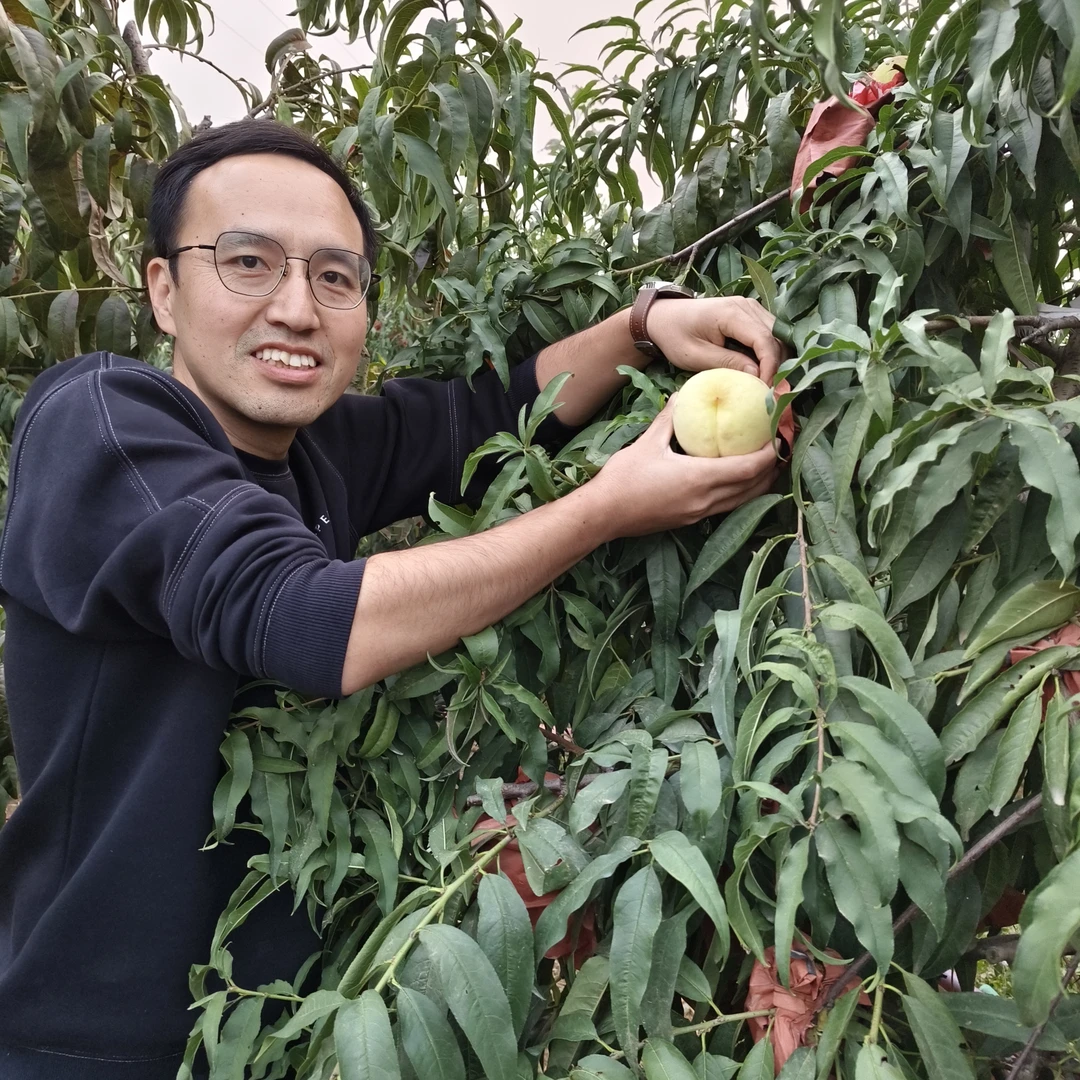 【现摘现发】河南平舆特产邢湖冬桃，果园直发，脆甜多汁，白肉红心