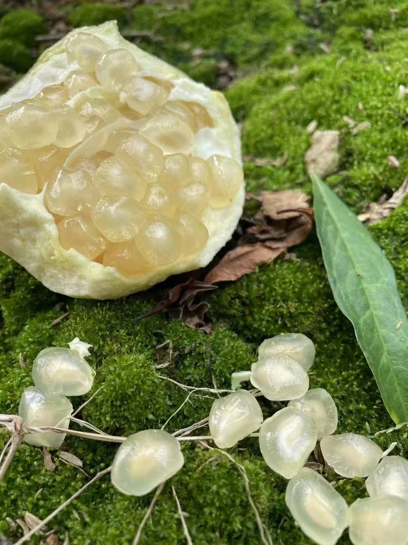 宠粉福利价款 正宗怀远白花玉石籽 老树结果 清甜爽口 汁水充足