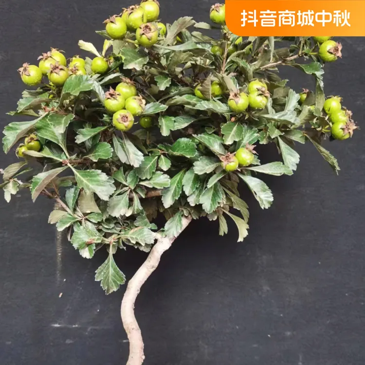 山里红 ，介意掉果子的勿拍
