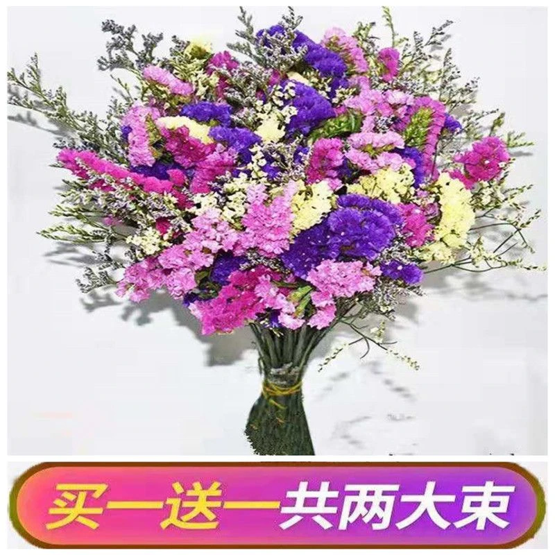 云南A级勿忘我基地直发天然真花 干花家居室内摆放【买一束送一束】