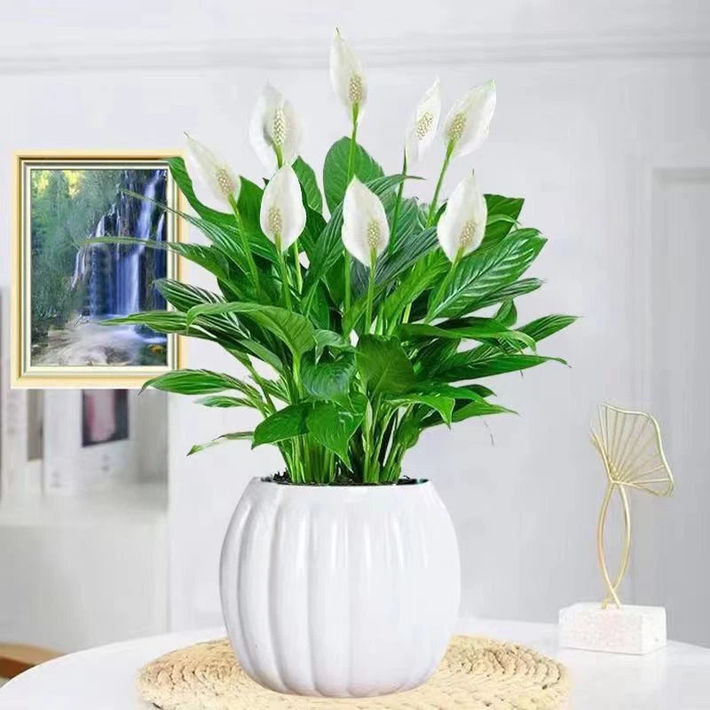 白掌盆栽一帆风顺水培植物办公室内客厅花卉绿植带花盆带肥料