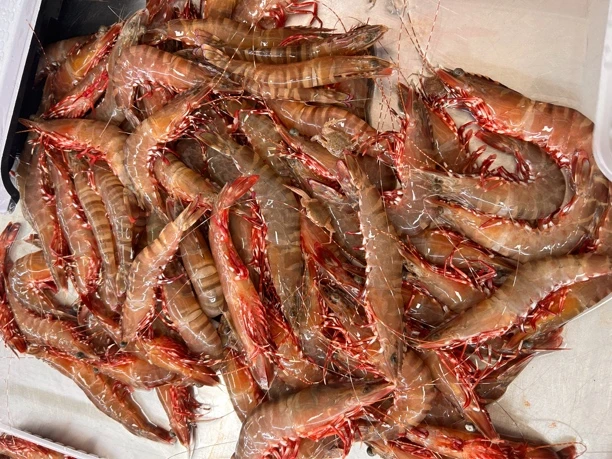 活冻红爪虾，顺丰快递