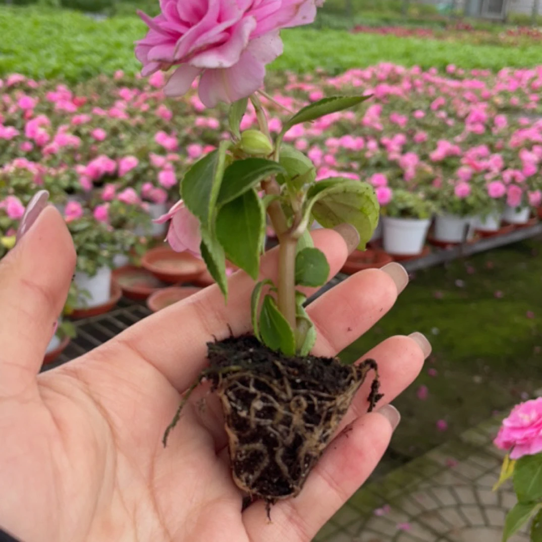 【精品穴盘苗】非洲重瓣风仙水梅花四季开花好养易活盆栽