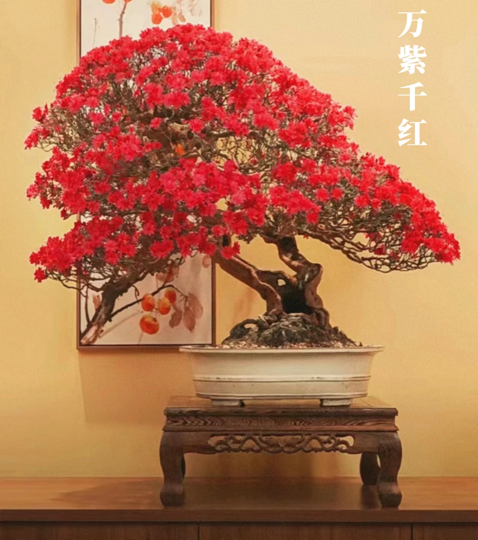 杜鹃老桩盆景皋月杜鹃盆景矮霸映山红室内外好养盆景开花庭院盆栽