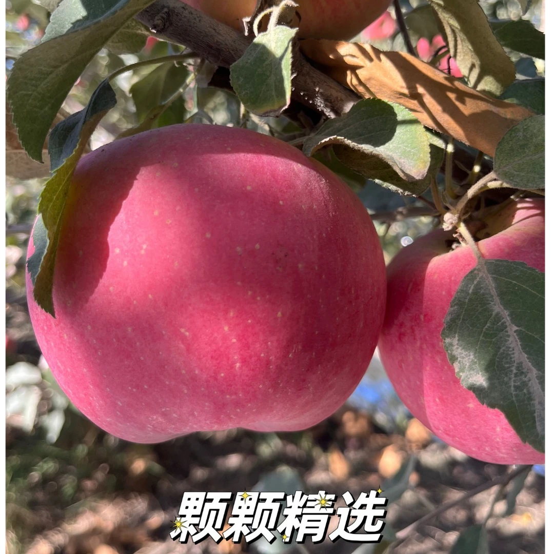蜜疆【京东包邮】福利阿克苏苹果冰糖心香甜水果直播卖货批发整箱