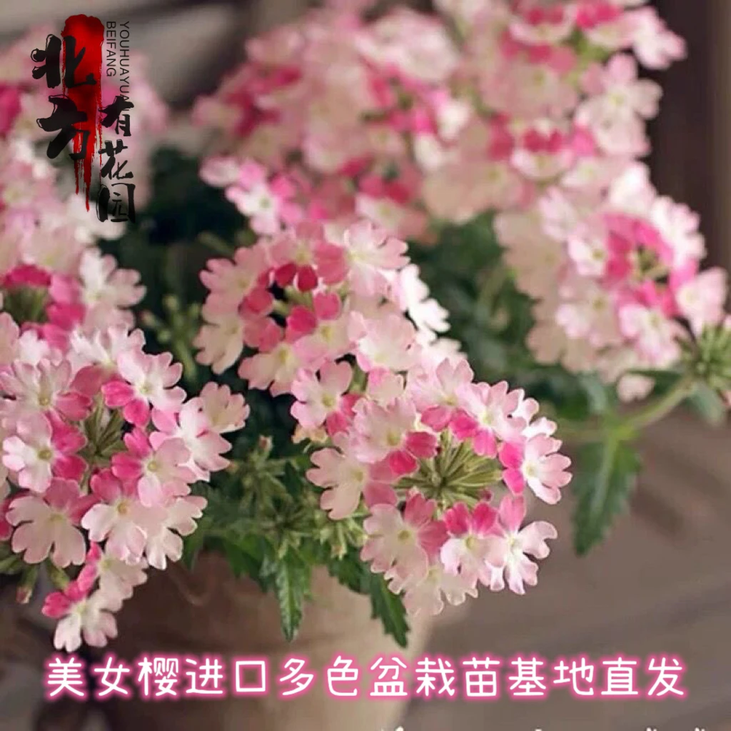 美女樱盆栽苗四季开花耐寒耐热喜阳室内外好养易爆花养护冬季生长