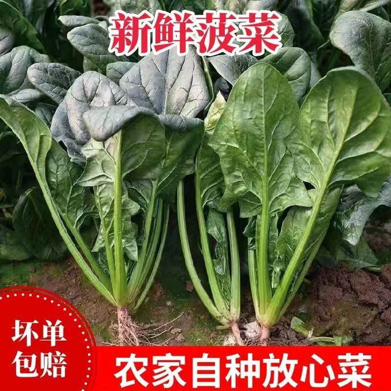 【送香菜】山东露天嫩菠菜小菠菜红根菠菜3斤