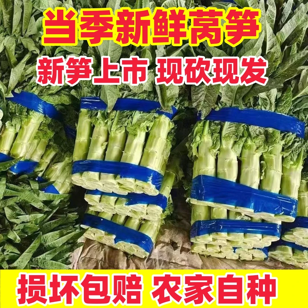 【现场砍红叶】山东新鲜红叶莴笋5斤/3斤莴苣青皮绿心应季蔬菜