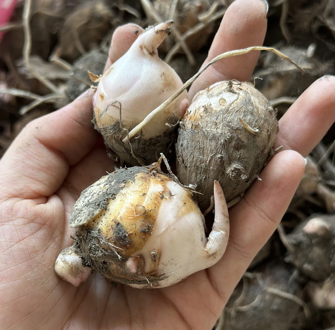 铅山红芽芋 迷你小果1斤装 尝鲜