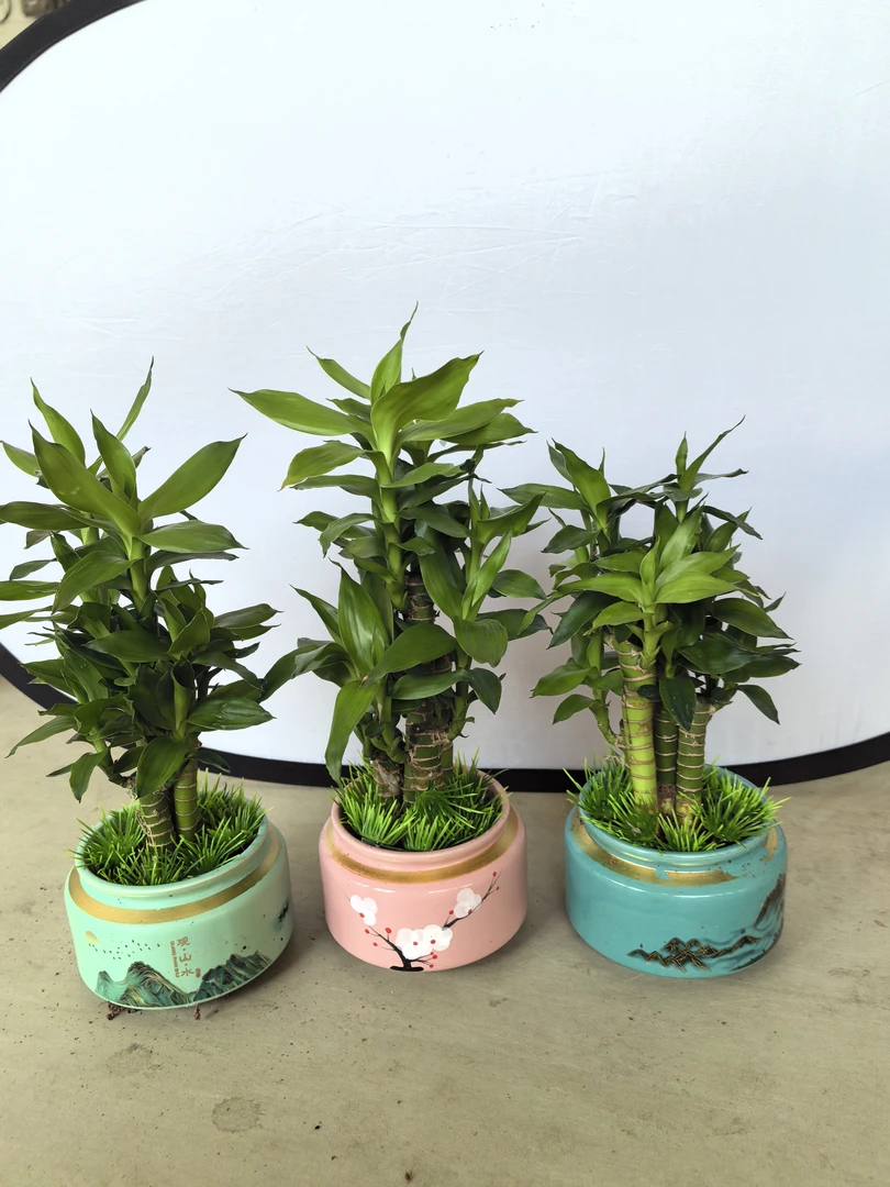 步步高又叫转运竹（节节高升）精品盆叶片绿青叶竹子净化空气吸甲醛