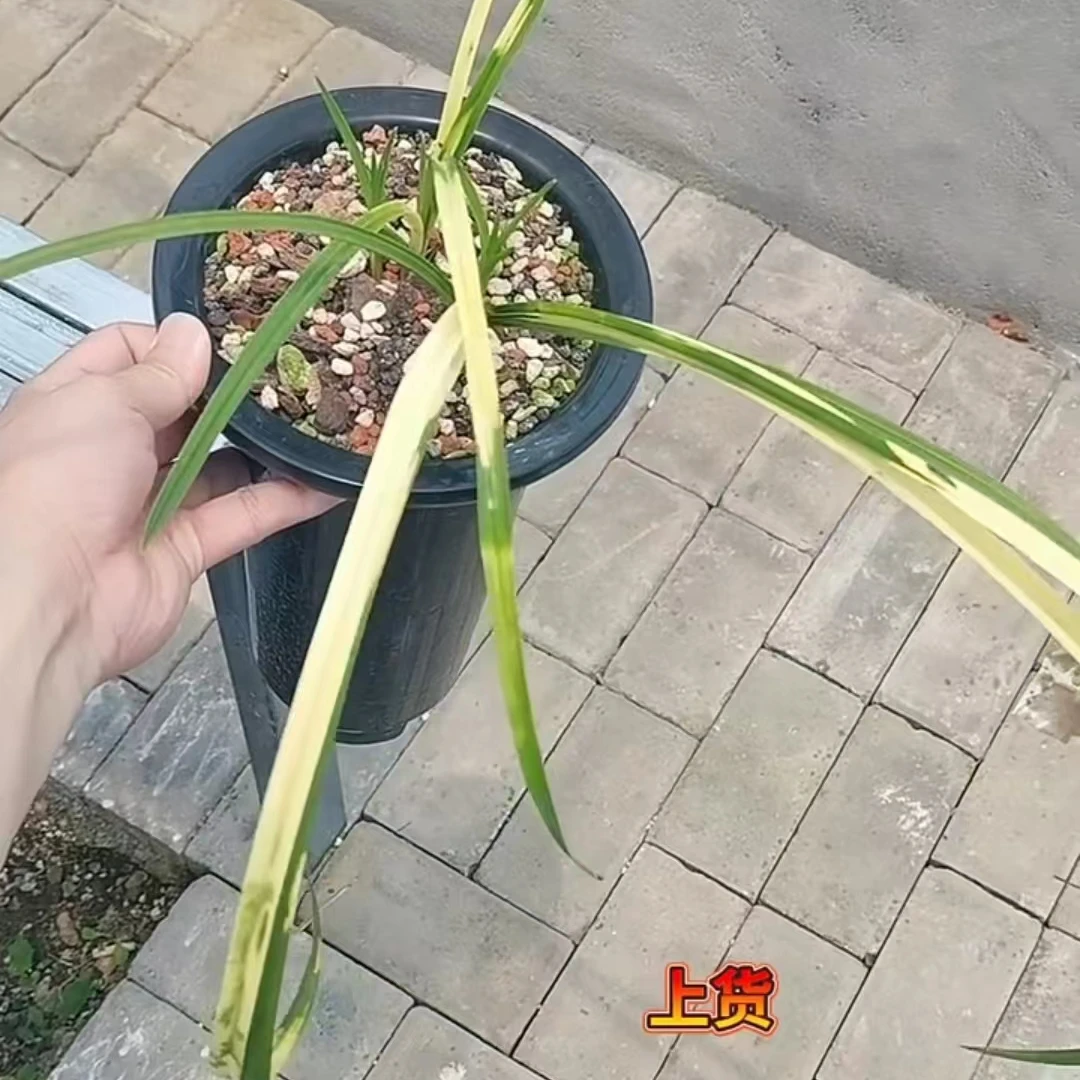 售卖 惠兰 春兰 各种艺草