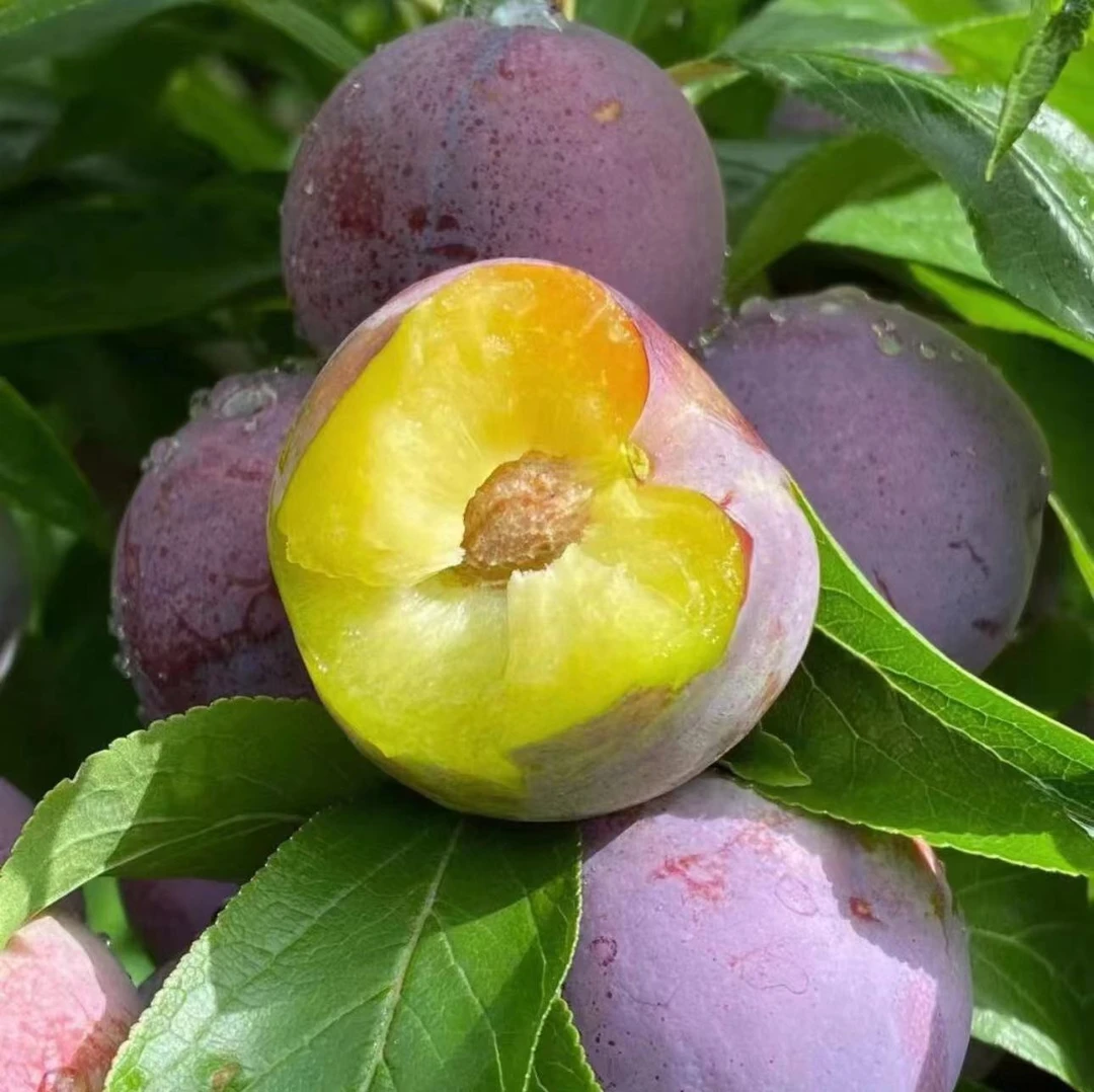 水果蔬菜 > 水果 > 李子2314