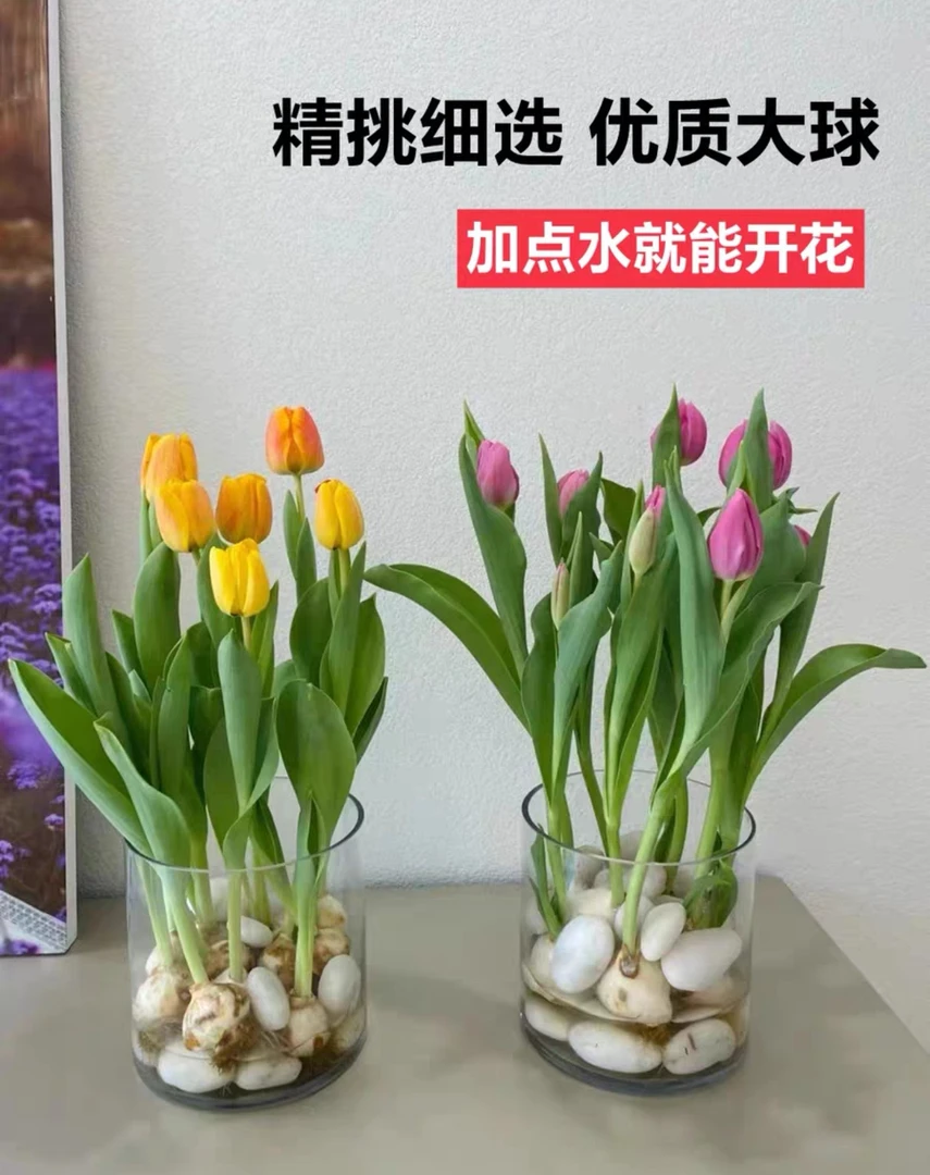 【郁金香种球】郁金香种球花球耐寒花卉多年生开花植物