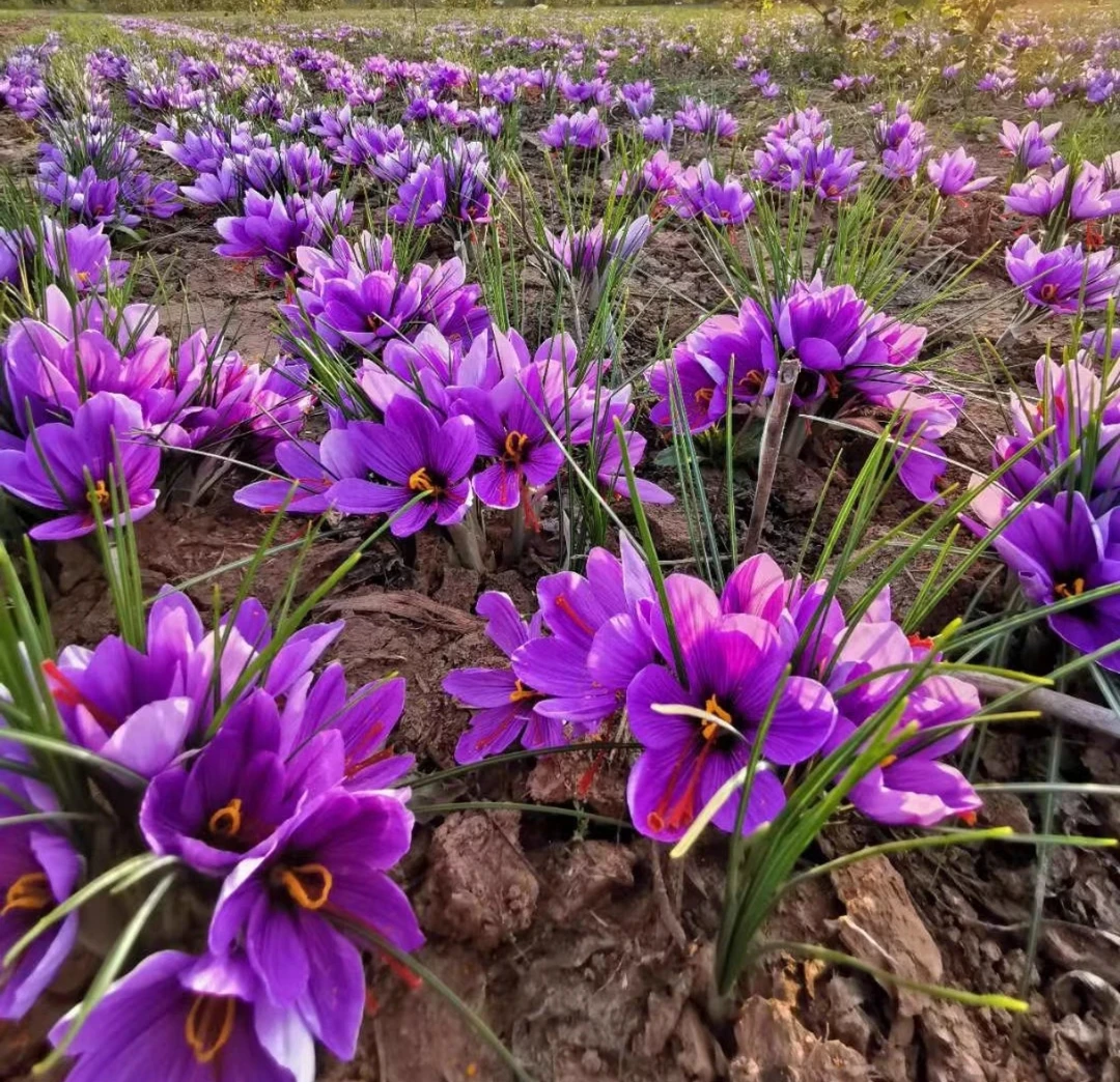 【十棵球】藏红花番红花耐寒耐旱多年生花卉植物紫色