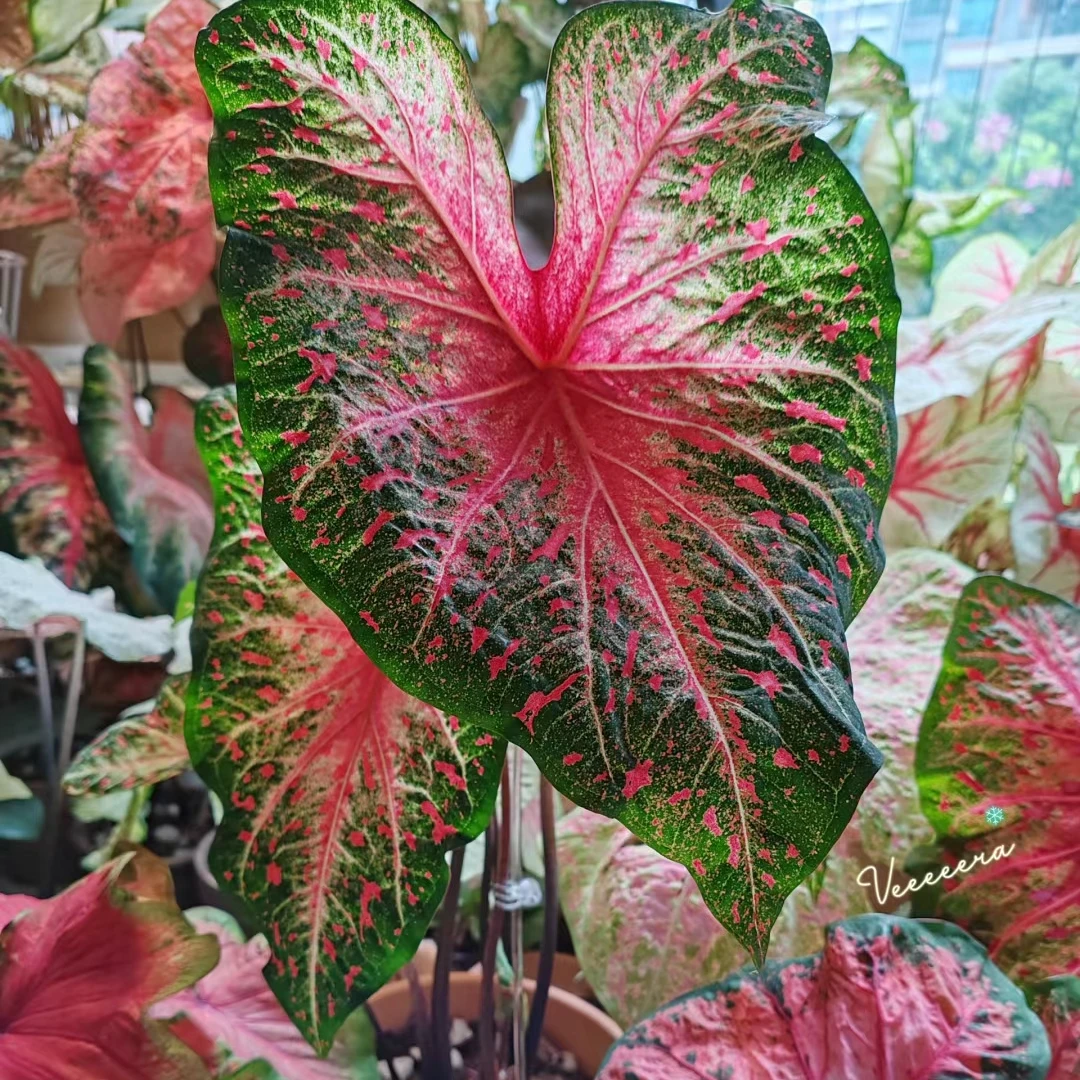 红色闪光彩叶芋绿植美出高级感