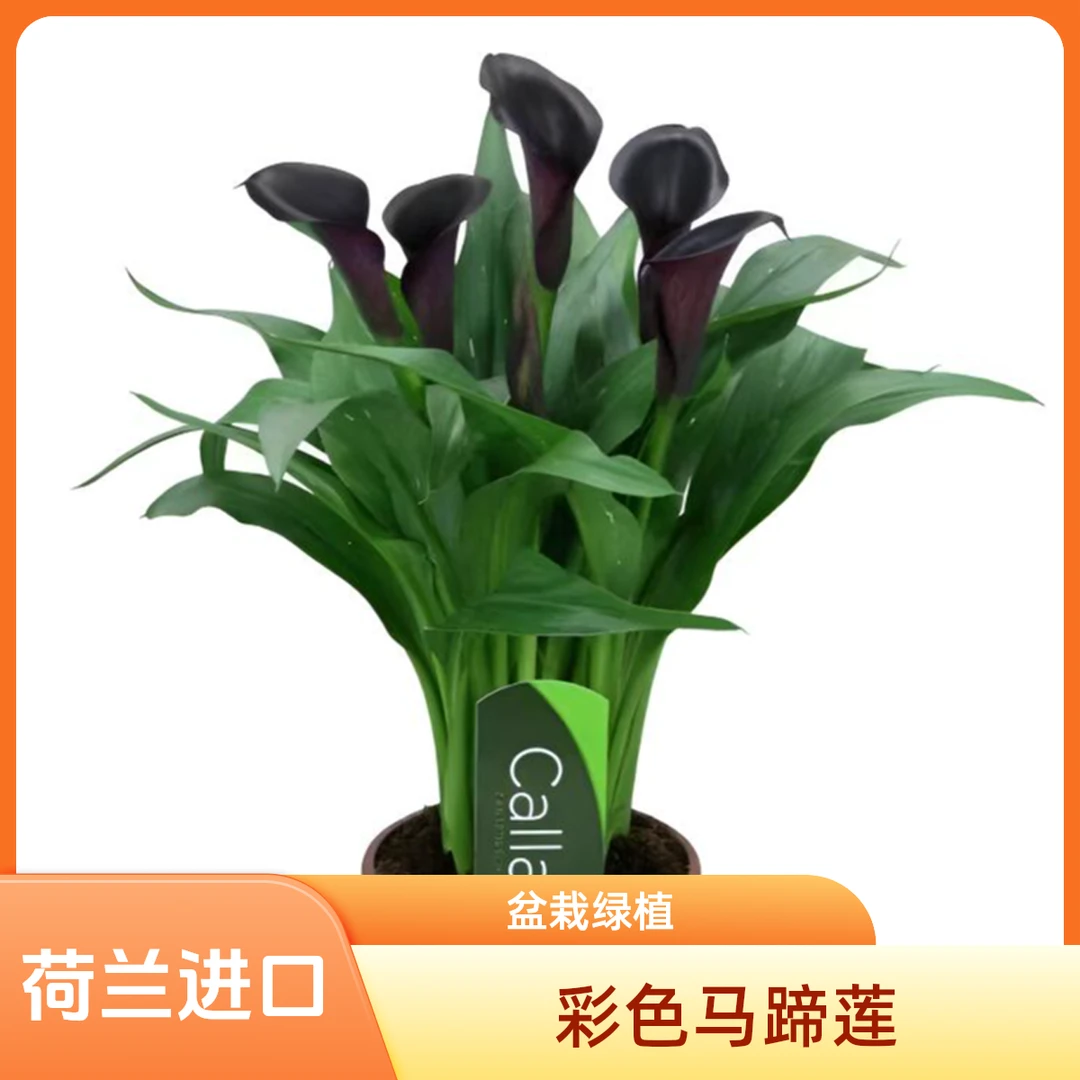 荷兰进口彩色马蹄莲盆栽