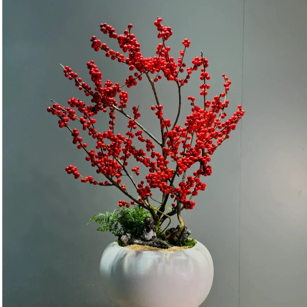 冬青一路长红 元气满满