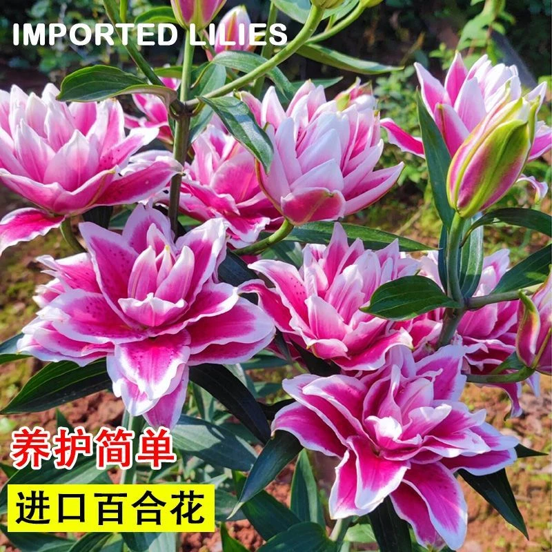 【只做重瓣百合】进口重瓣百合种球室内外阳台盆栽室外地栽四季浓香
