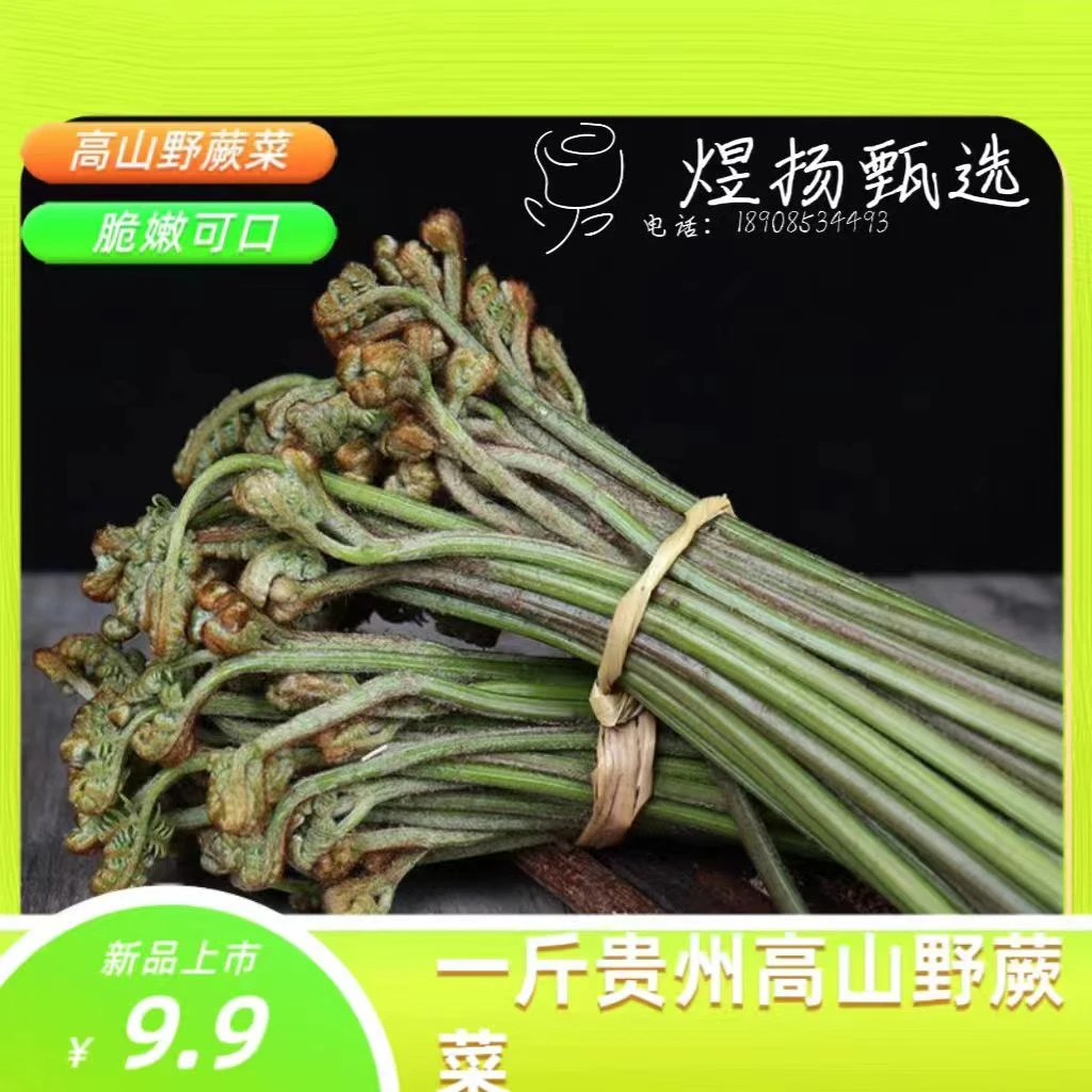 贵州高山野生甜蕨现摘现发新鲜发货应季野菜天然形成山货脆嫩好吃