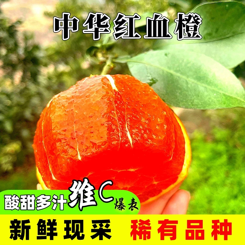 【黑白优选1】湖北三峡秭归江边中华红血橙净重5斤9斤新鲜包邮到家