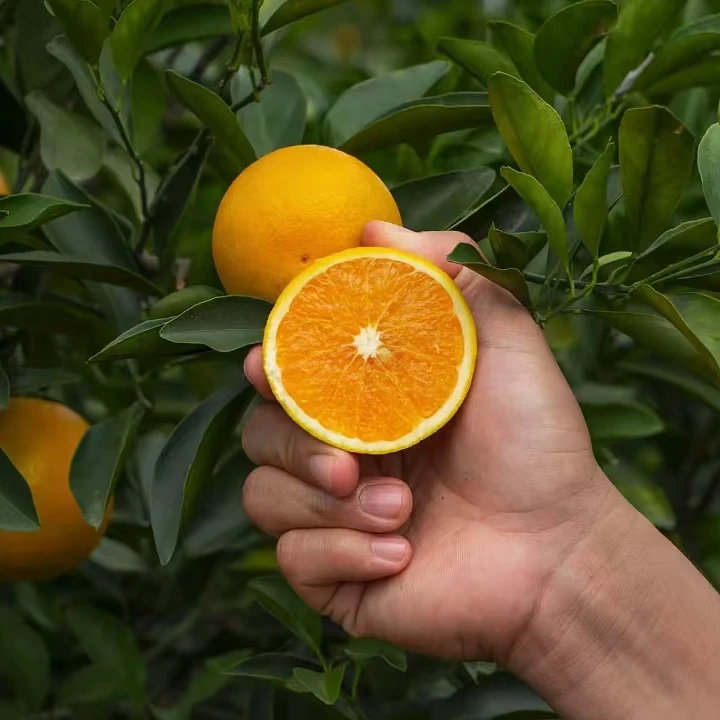 顺丰包邮正宗廉江红橙国宴佳果皮薄多汁果园现摘现发红江橙5-10斤