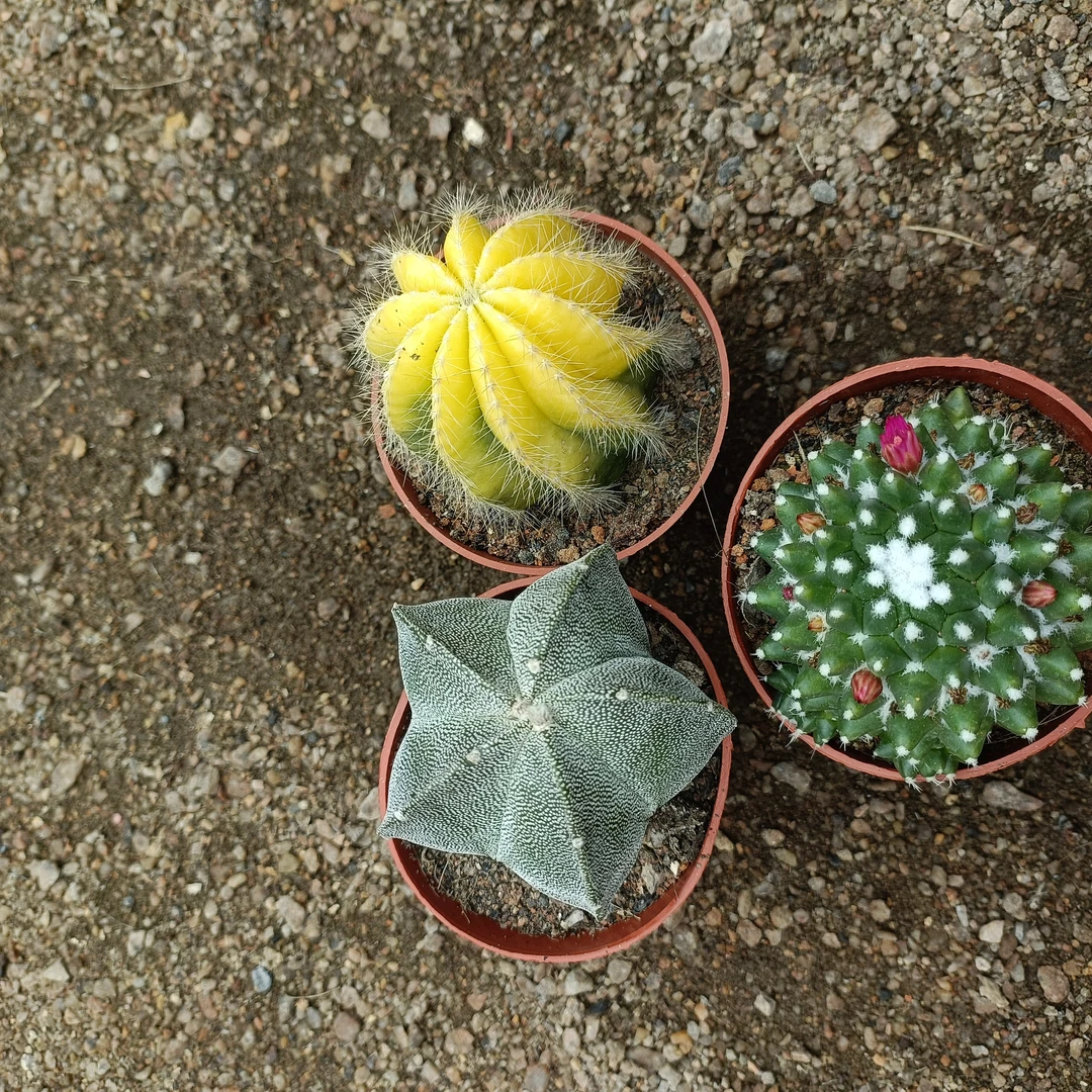 仙人球组合套餐好看又好养