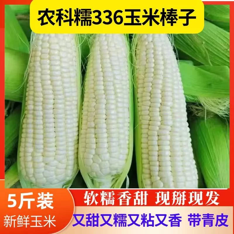 北京平谷农科糯336玉米白糯香甜粘玉米现掰现发新鲜水果带皮棒子
