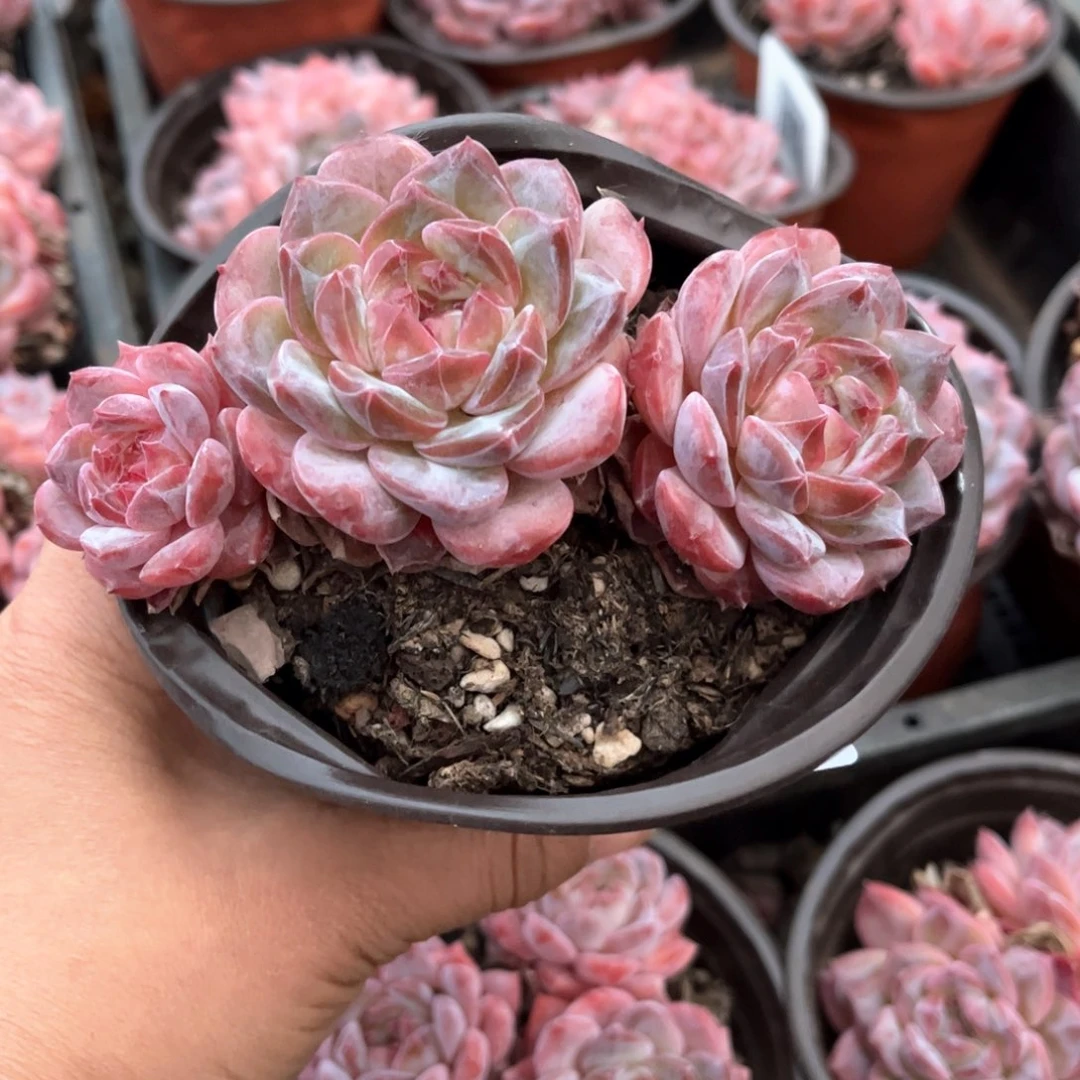 M****n冰糖水晶多肉植物071