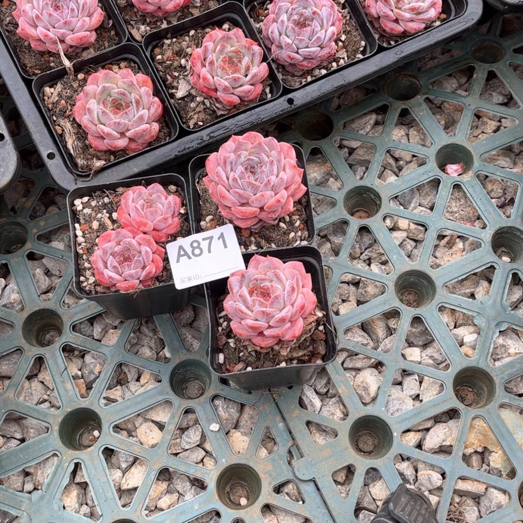 凌****?冰糖水晶多肉植物871