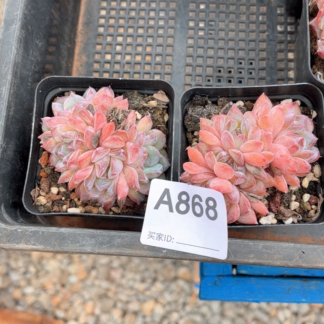 豆*冰糖水晶多肉植物868