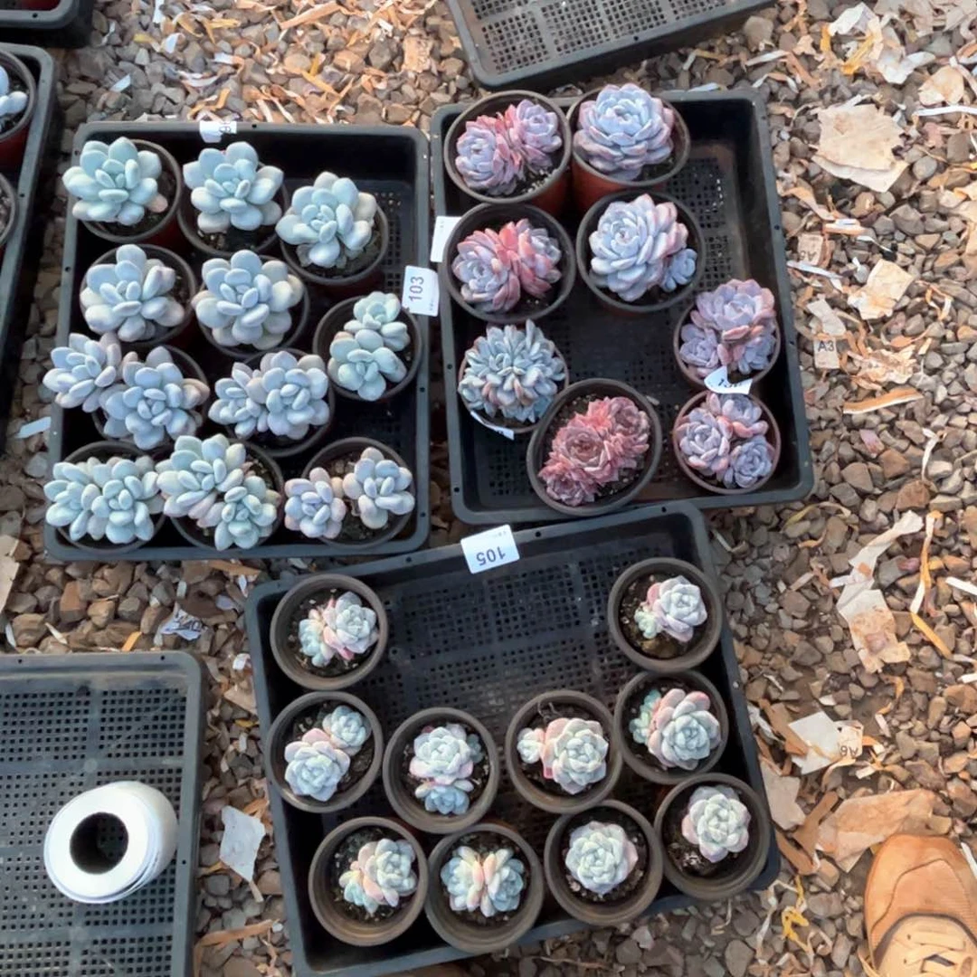 X****?冰糖水晶混合多肉植物105