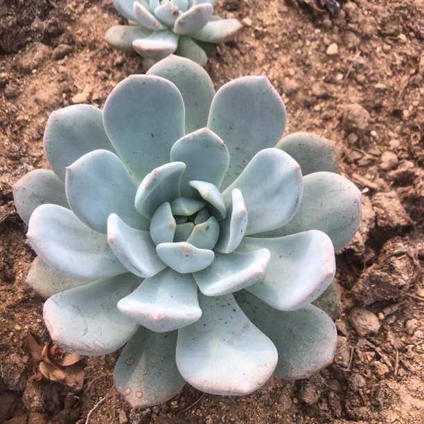 多肉植物 超大橙梦露 室内阳台新手超好养套餐盆栽办公室精美