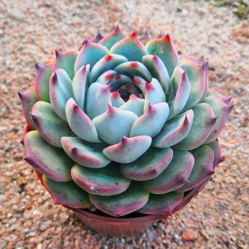 水蜜桃吉娃娃多肉植物大棵盆栽阳台窗台露天新手懒人好养易活多肉