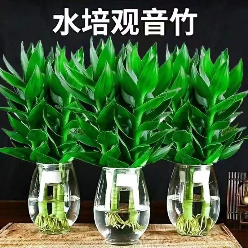 【竹来运转】水培观音竹水养富贵竹四季常青绿植物含玻璃花瓶转运竹