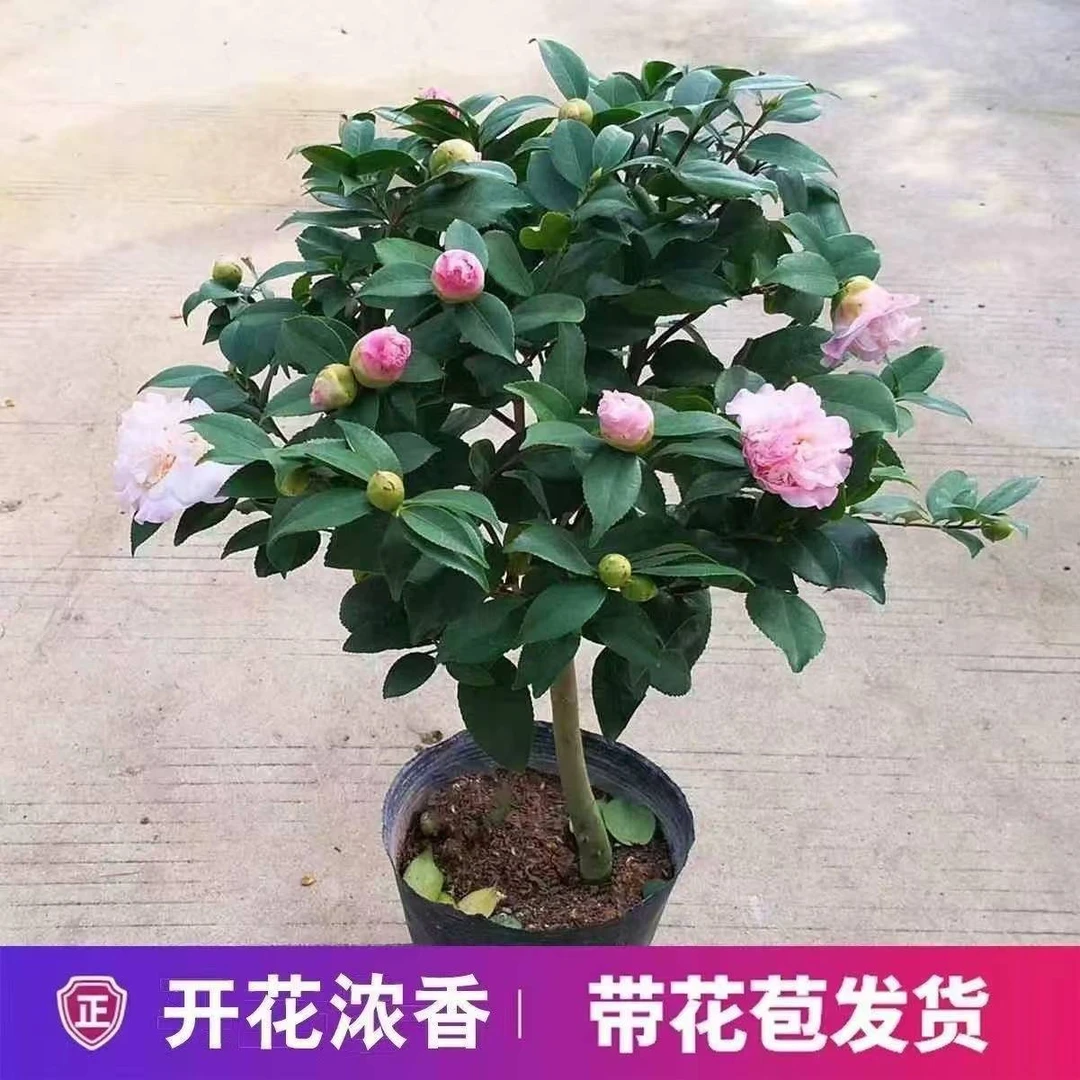 香妃山茶花盆栽带花苞五色赤丹花卉绿植物室内浓香型树苗四季开花