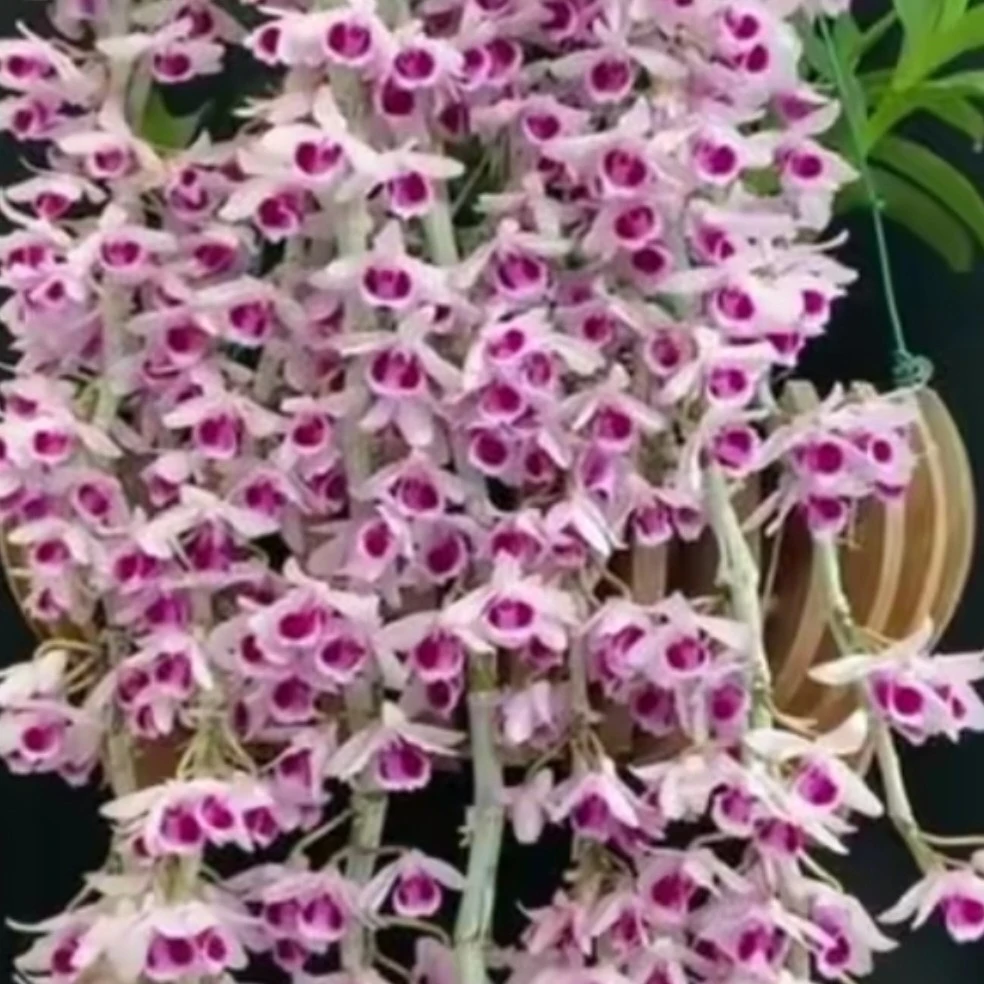 一加仑盆越南大花檀香，三个新条以上