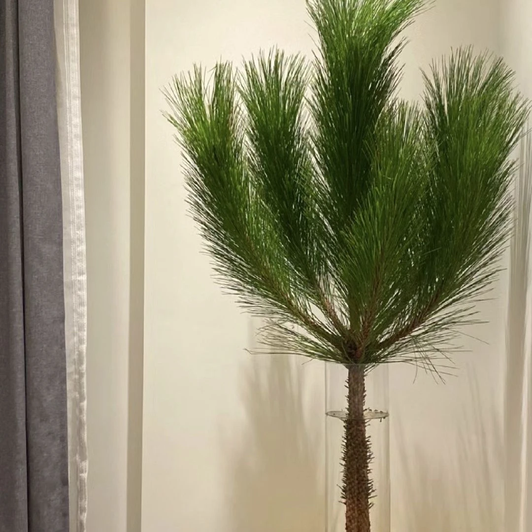 马尾松鲜切花家庭装饰植物基地直发鲜花花期超长落地