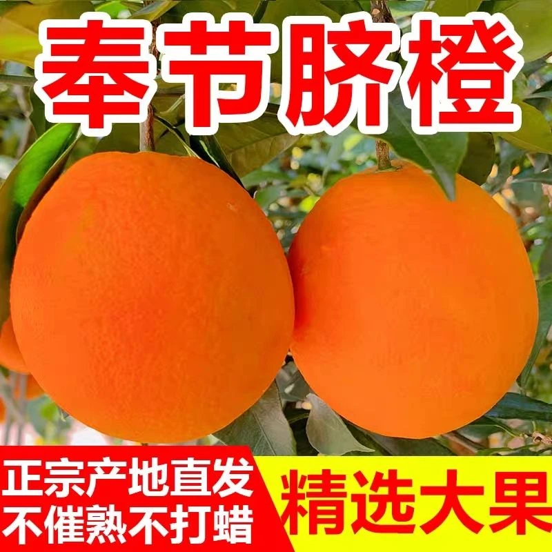 正宗奉节脐橙产地现摘现发10斤20斤广柑新鲜水果精品橙子非赣南橙