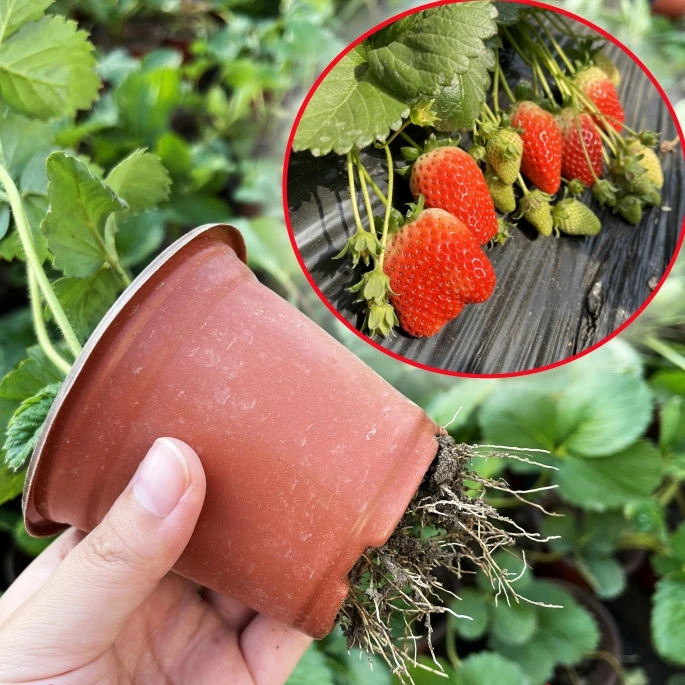【带育苗杯 4棵包邮】草莓苗盆栽奶油种植地栽苗子阳台