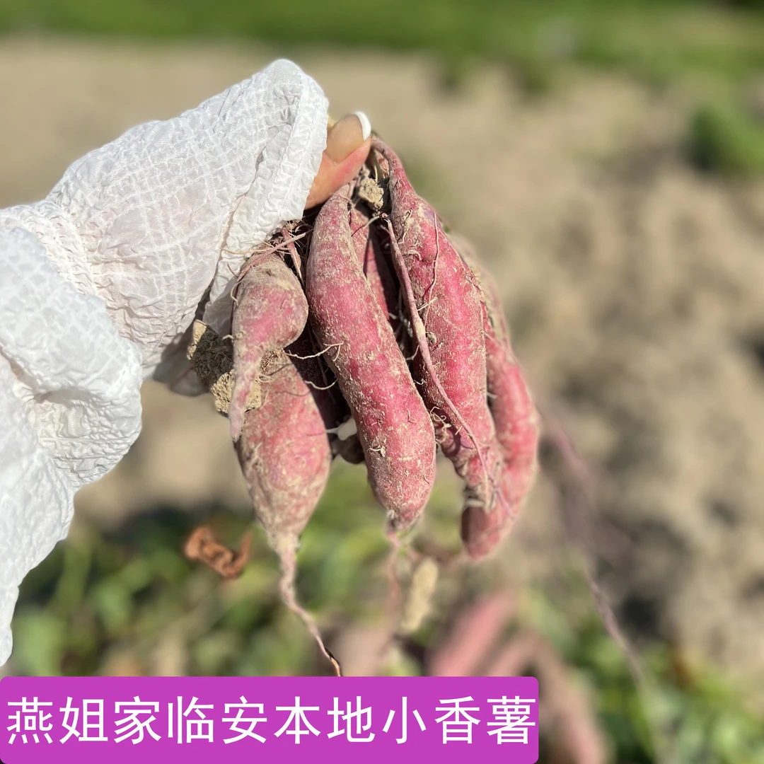 【燕姐家】临安天目山本地小香薯新鲜现挖红薯地瓜软糯香甜
