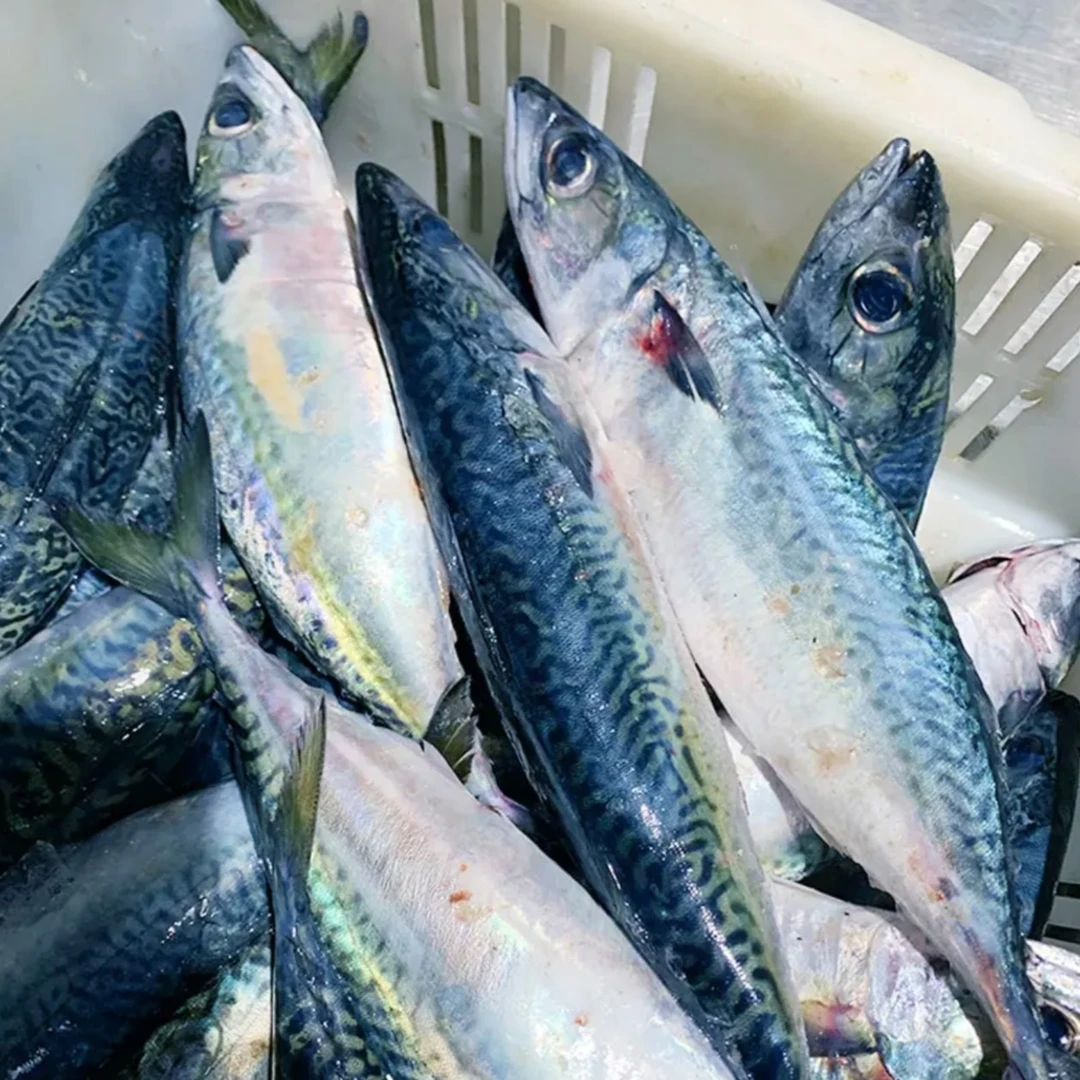 青花鱼鲭鱼青占鱼青条鱼鲐鲅鱼青鱼花仙鱼野生深海鱼海鲜4-6两/条
