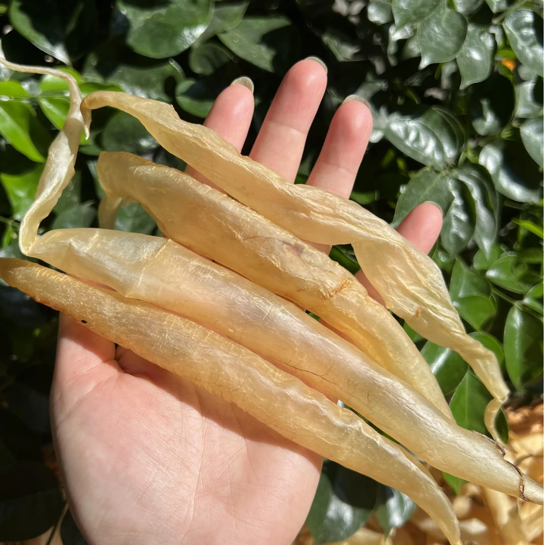 汕头南澳本港野小鳗鱼胶炖汤煲汤花胶海味干货100/250