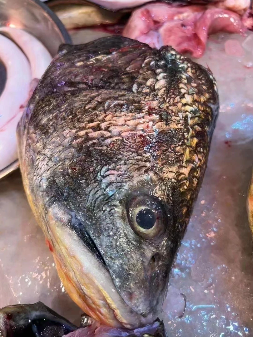 南澳赤嘴鳘鱼头鳘鱼尾（直播间现称现拍）