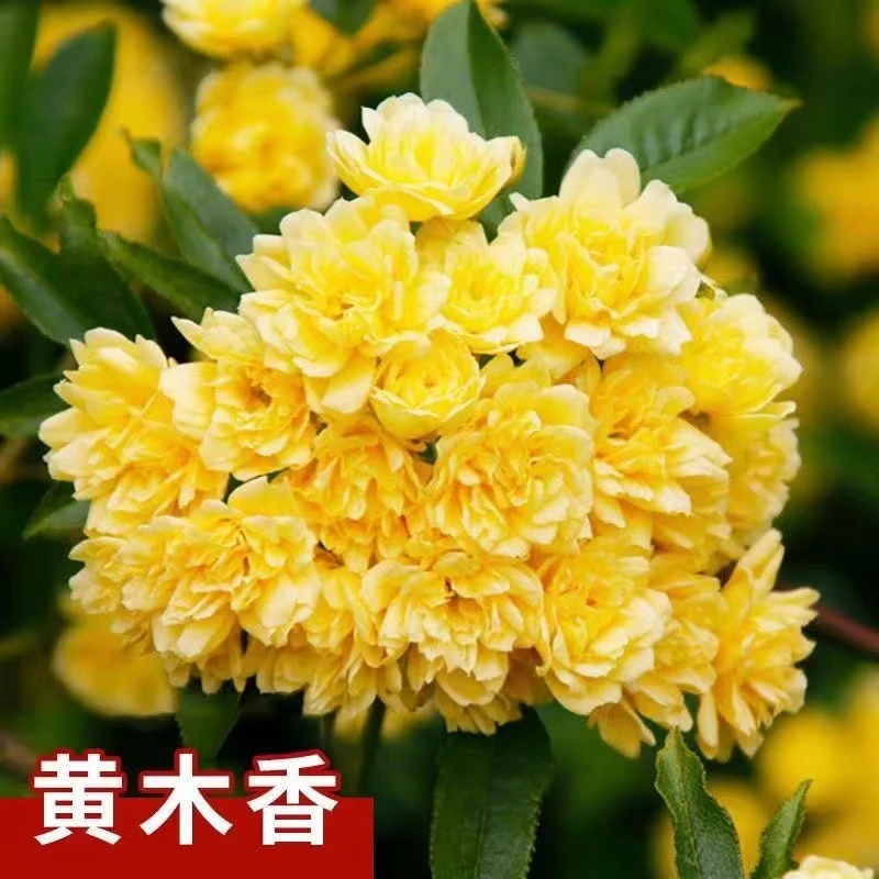 黄木香花苗爬藤植物黄木香花苗盆栽庭院阳台四季攀援花卉飘香