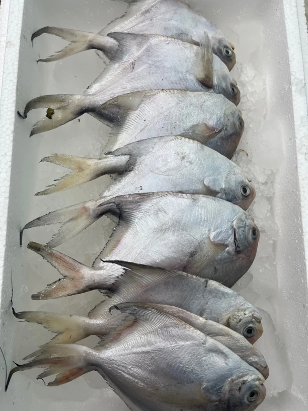 东海银鲳鱼,一件8条,适合清蒸,红烧