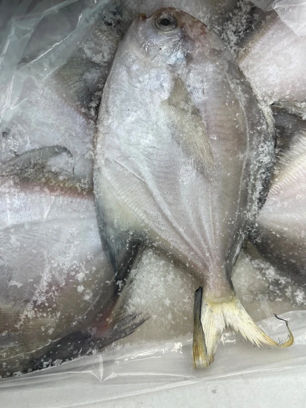 东海银鲳鱼一件23-24条