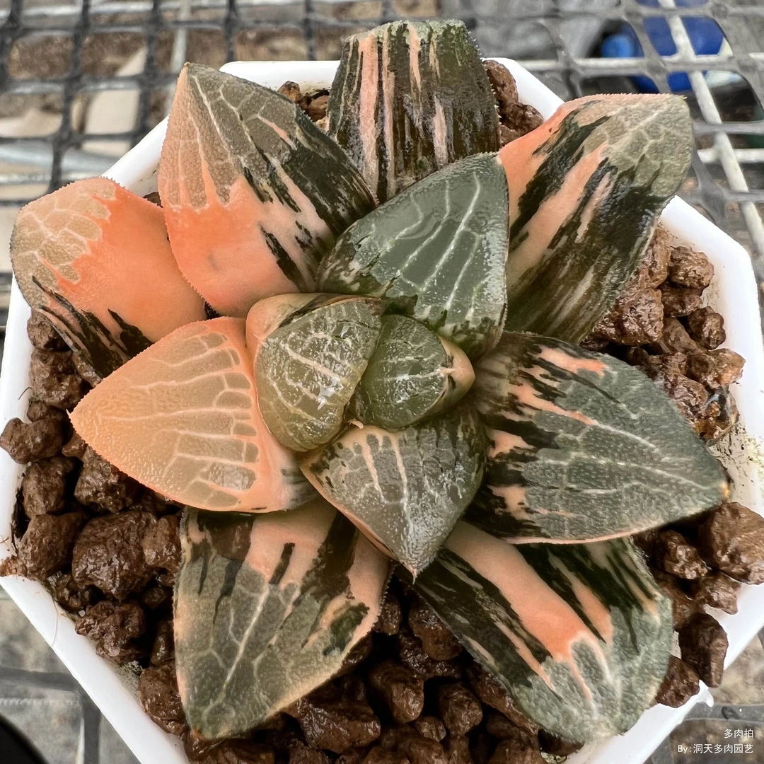 实生克锦精品盆栽瓦苇十二卷多肉植物一物一拍带盆发货