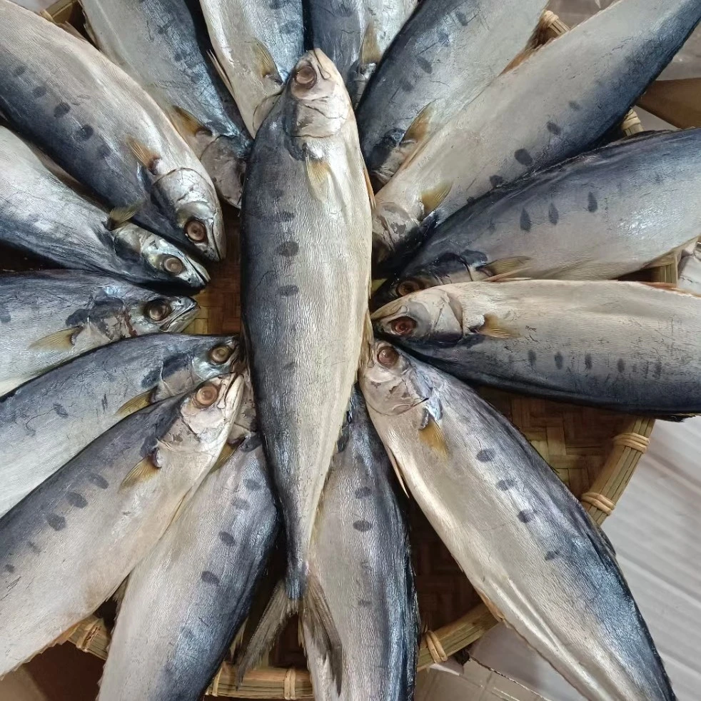 广西北海渔民原产地公马鲛鱼干 鲅鱼干 公马鲛鱼干2~4条500g，