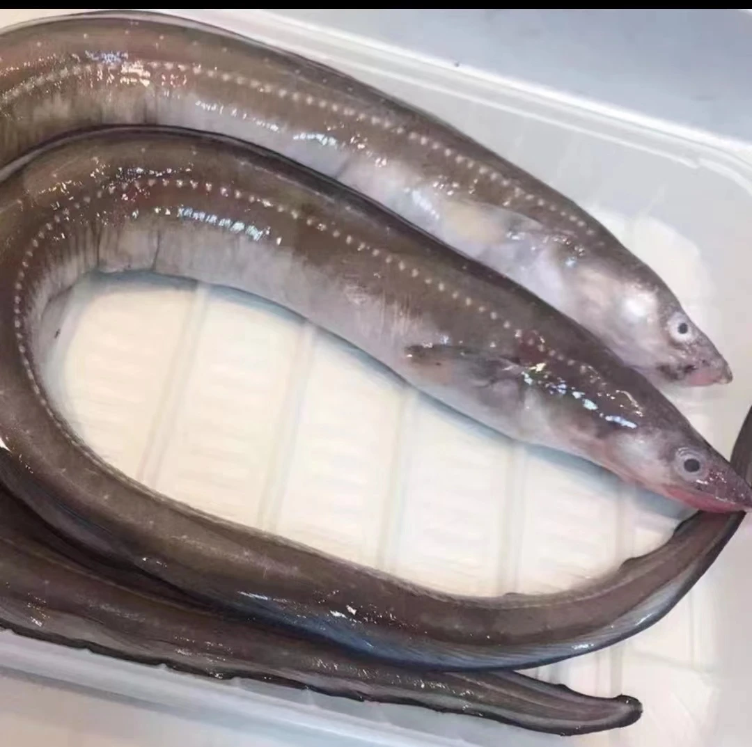 浙江  东海海捕七星鳗    鲜冻深海捕捞